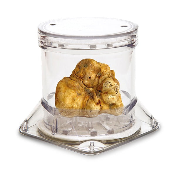 Sanelli Ambrogio Tuberpack Truffle Packaging A1768000, 6 cm, product photo